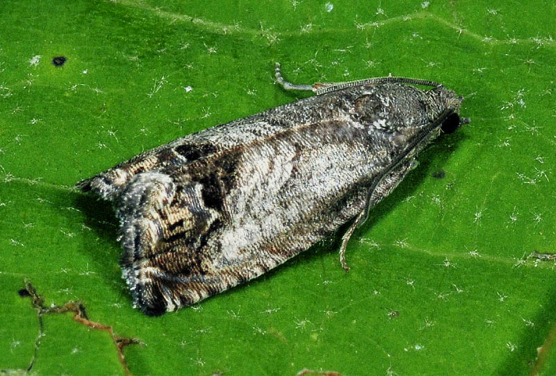 9 Tortricidae - Cydia splendana